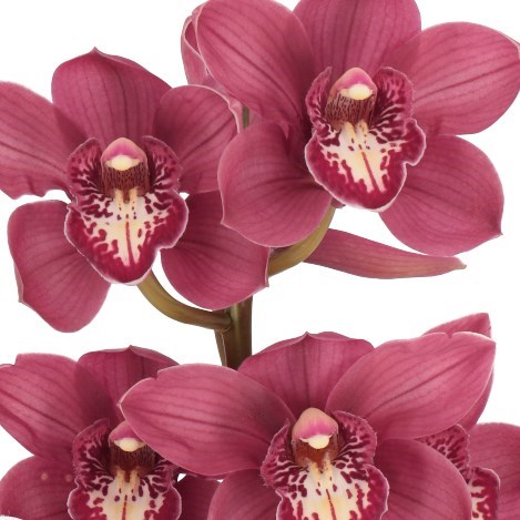 CYMBIDIUM ORCHID CHERRY O