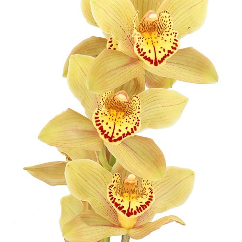 CYMBIDIUM ORCHID CHESTNUT KATE