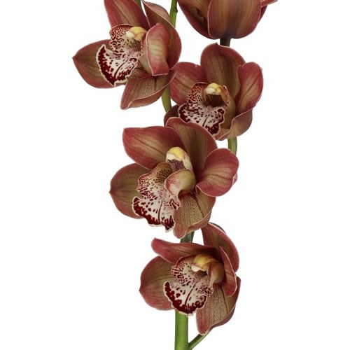 CYMBIDIUM ORCHID CHOCO BEAR
