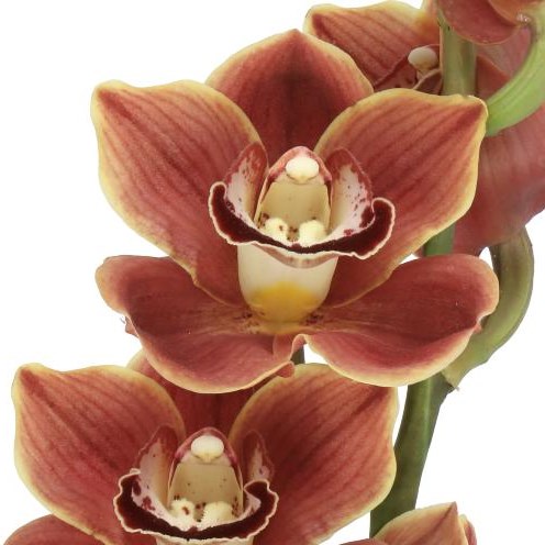 CYMBIDIUM ORCHID CHOCOLAT