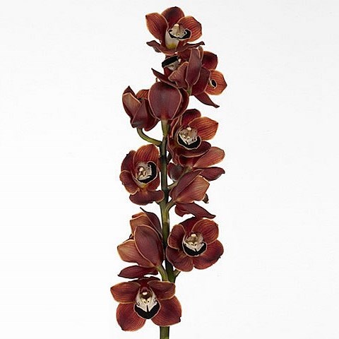 CYMBIDIUM ORCHID CHOCOLAT