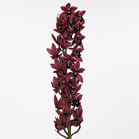 CYMBIDIUM ORCHID CHRISTMAS WISH