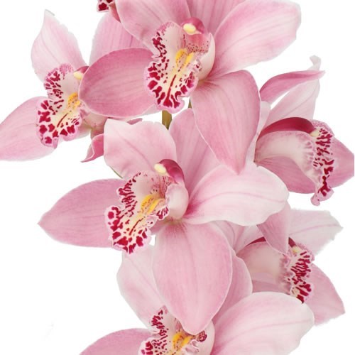 CYMBIDIUM ORCHID CINDY