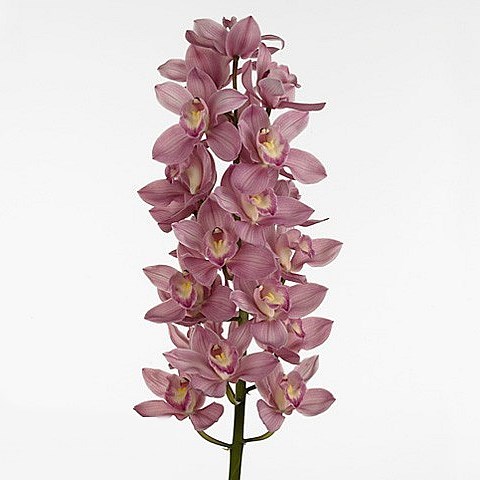 CYMBIDIUM ORCHID CINDYFLOR