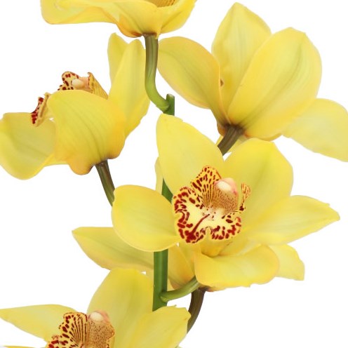 CYMBIDIUM ORCHID CLASSIC
