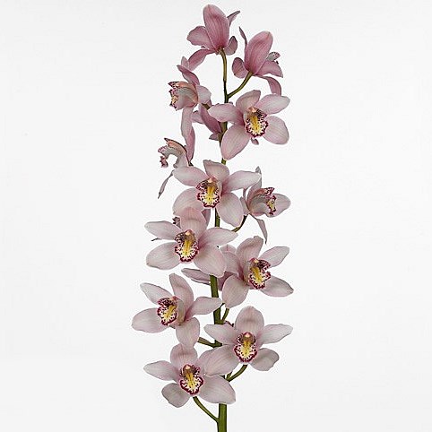 CYMBIDIUM ORCHID COCKTAIL