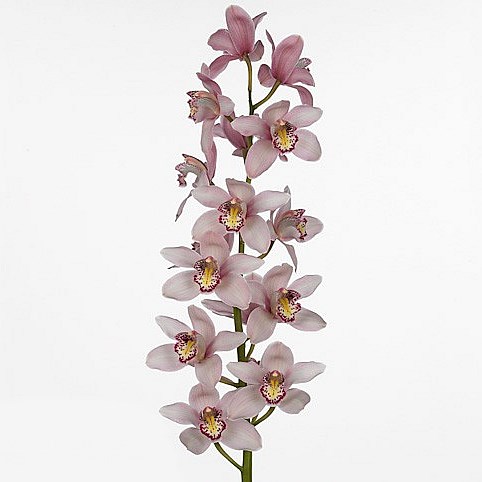 CYMBIDIUM ORCHID COCKTAIL