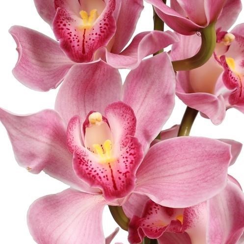 CYMBIDIUM ORCHID CONSTANCE BRIGGS RUBY ROSE