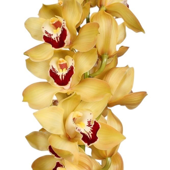 CYMBIDIUM ORCHID COOKSBRIDGE