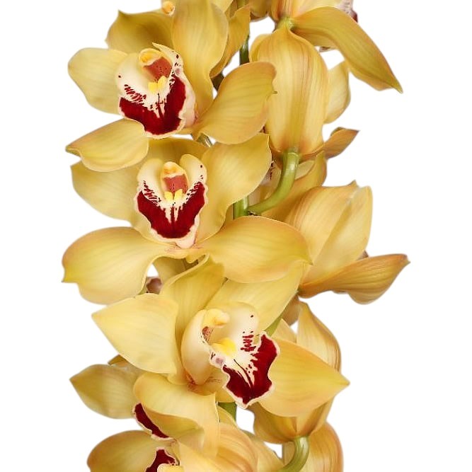 CYMBIDIUM ORCHID COOKSBRIDGE