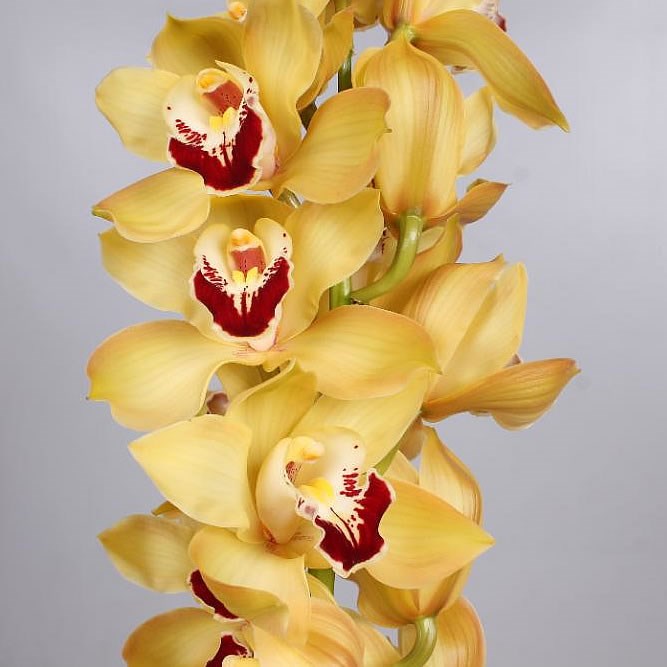 CYMBIDIUM ORCHID COOKSBRIDGE