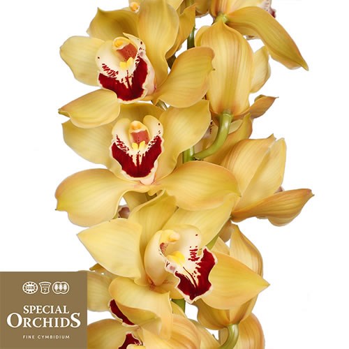 CYMBIDIUM ORCHID COOKSBRIDGE (GROWER PACK)