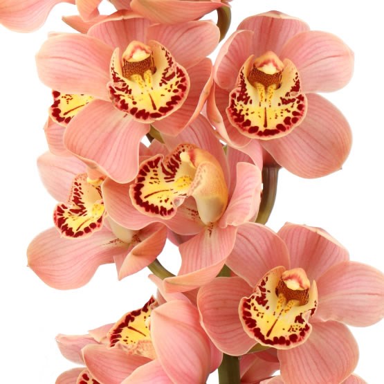 CYMBIDIUM ORCHID CORAL SUN