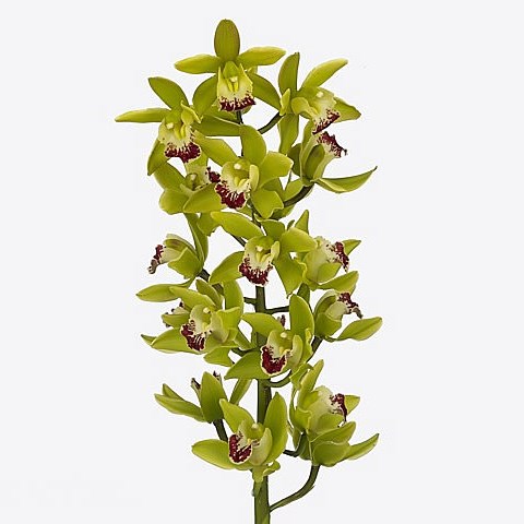 CYMBIDIUM ORCHID CORONADO