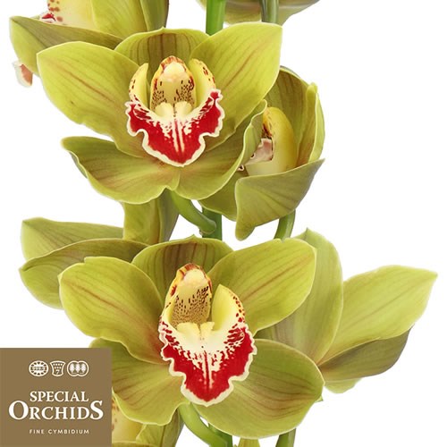 CYMBIDIUM ORCHID DALLAS (GROWER PACK)