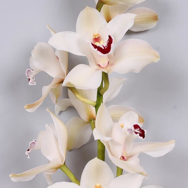 CYMBIDIUM ORCHID DANNY GREEN