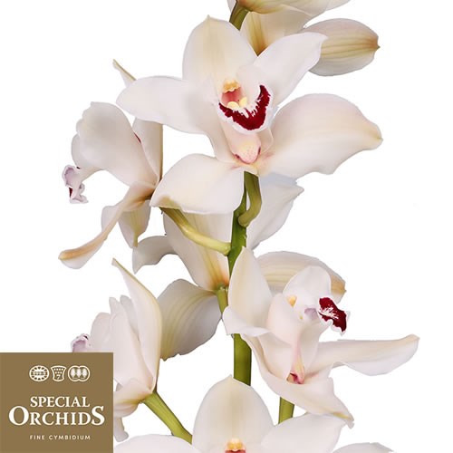 CYMBIDIUM ORCHID DANNY (GROWER PACK)