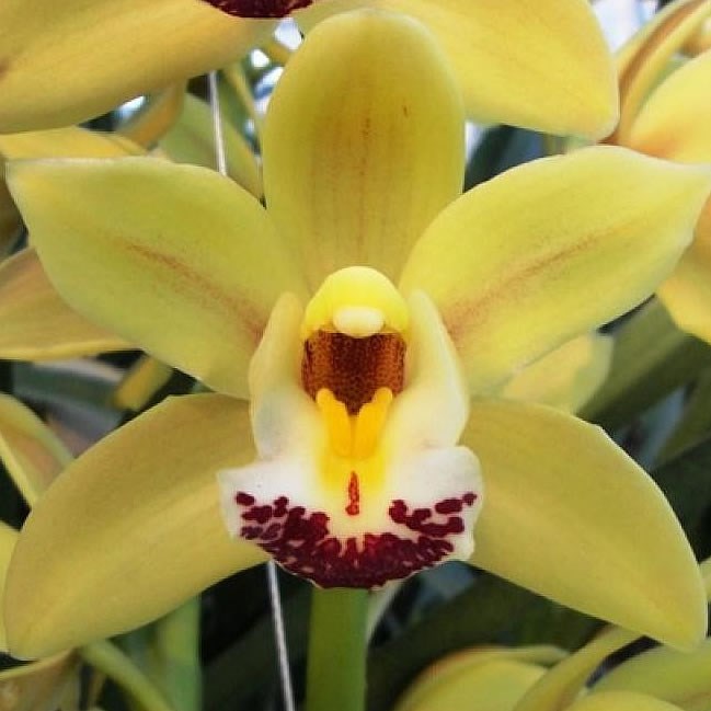 CYMBIDIUM ORCHID DEL REY