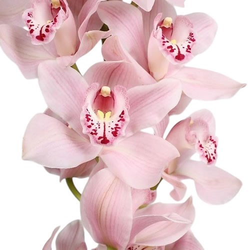 CYMBIDIUM ORCHID DELMONTE
