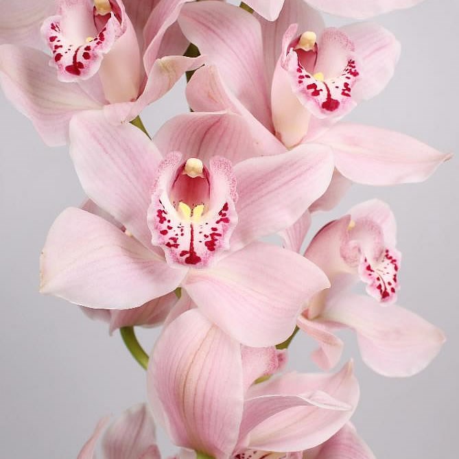 CYMBIDIUM ORCHID DELMONTE