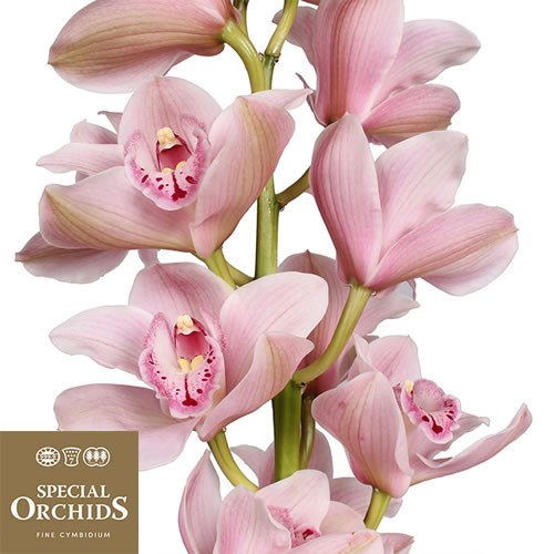 CYMBIDIUM ORCHID DELMONTE (GROWER PACK)