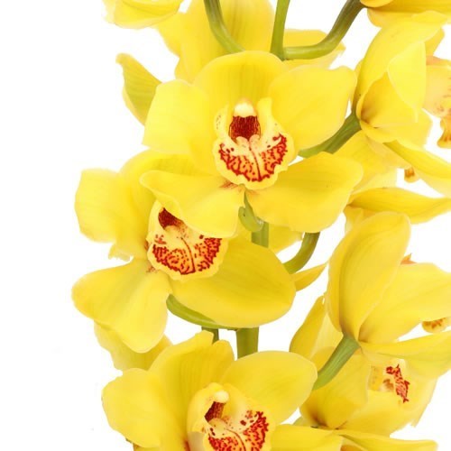 CYMBIDIUM ORCHID DIONA