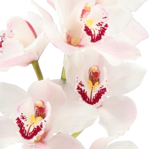 CYMBIDIUM ORCHID DOONIE