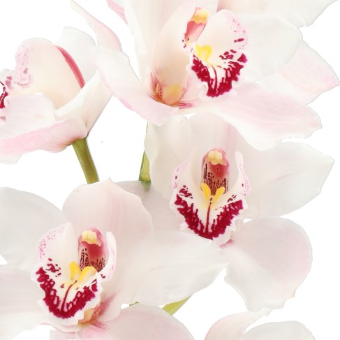 CYMBIDIUM ORCHID DOONIE