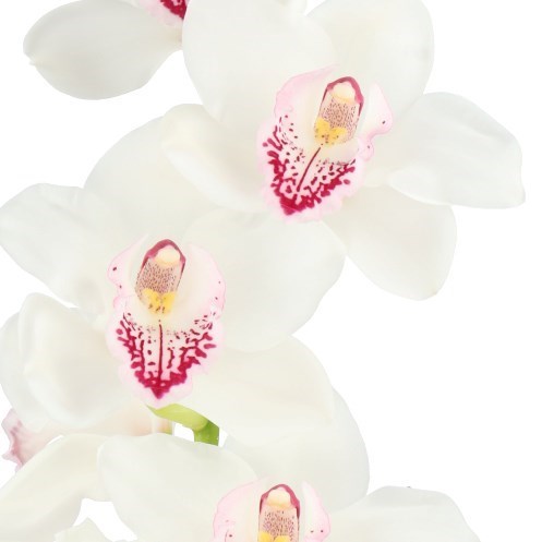 CYMBIDIUM ORCHID DUTCH HARBOUR