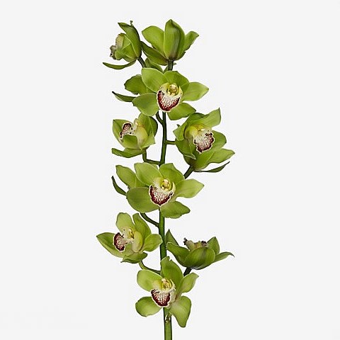 CYMBIDIUM ORCHID EAGLEWOOD APPLE GREEN