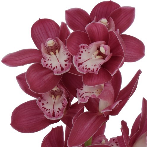CYMBIDIUM ORCHID EARLIFLAME