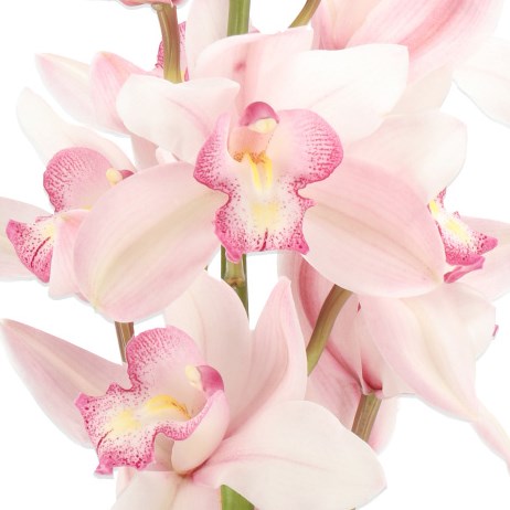 CYMBIDIUM ORCHID EARLY CHARM