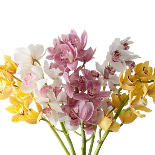CYMBIDIUM ORCHID EASTER MIX