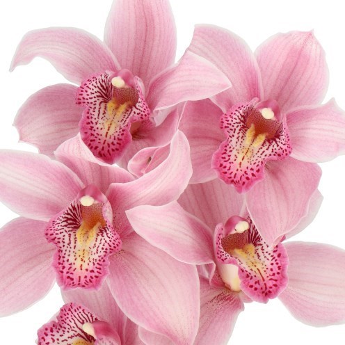 CYMBIDIUM ORCHID ELLIOT ROGERS