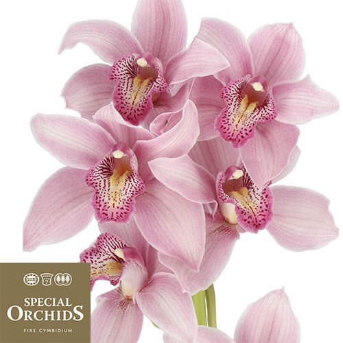CYMBIDIUM ORCHID ELLIOT ROGERS (GROWER PACK)