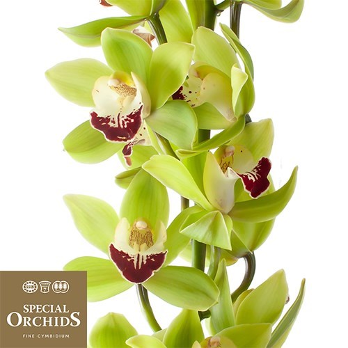 CYMBIDIUM ORCHID EMERALD (GROWER PACK)