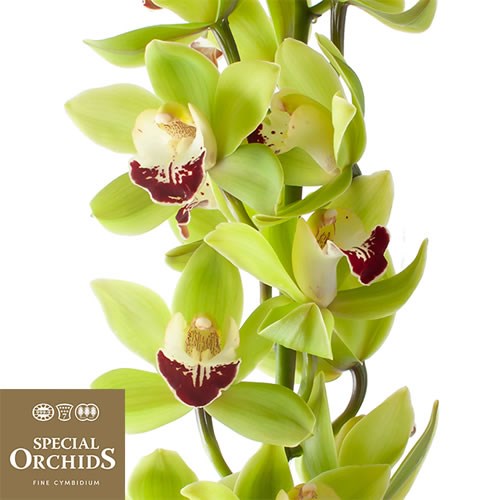 CYMBIDIUM ORCHID EMERALD (GROWER PACK)