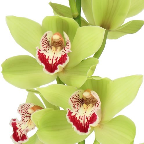 CYMBIDIUM ORCHID EMMAGREEN