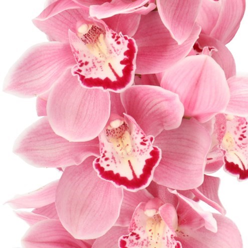 CYMBIDIUM ORCHID ESMERALDA