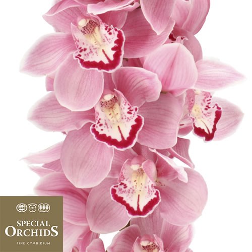CYMBIDIUM ORCHID ESMERALDA (GROWER PACK)