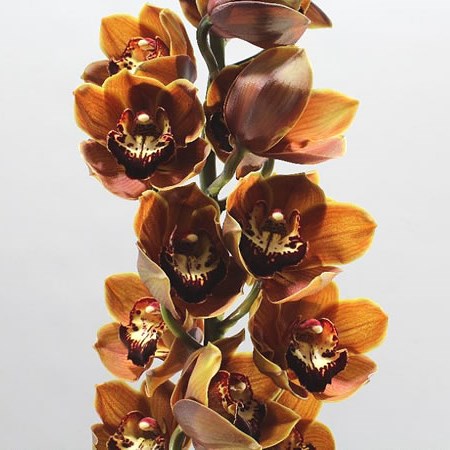 CYMBIDIUM ORCHID ESPRESSO