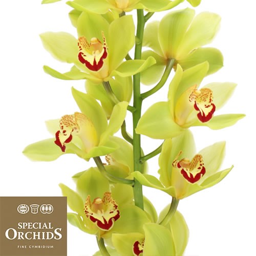 CYMBIDIUM ORCHID EVELINE (GROWER PACK)