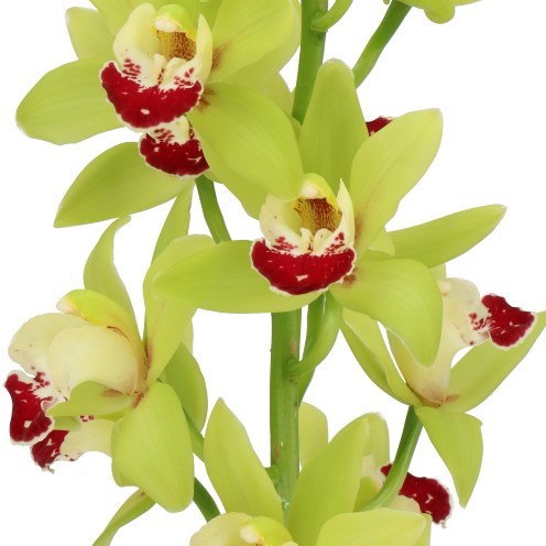 CYMBIDIUM ORCHID EVERGREEN