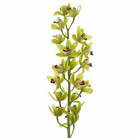 CYMBIDIUM ORCHID EVERGREEN
