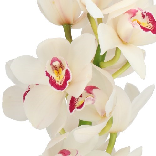 CYMBIDIUM ORCHID FAIRY TAIL