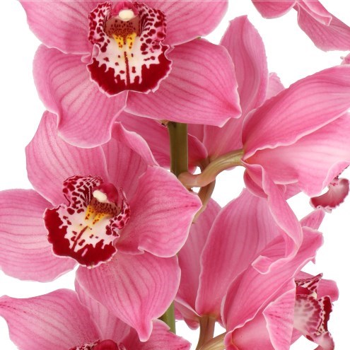 CYMBIDIUM ORCHID FANTACY