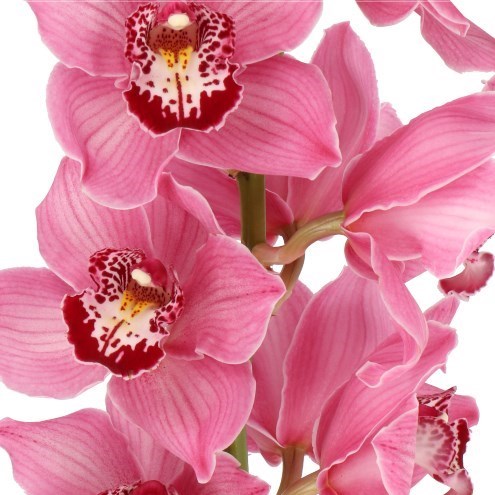 CYMBIDIUM ORCHID FANTACY