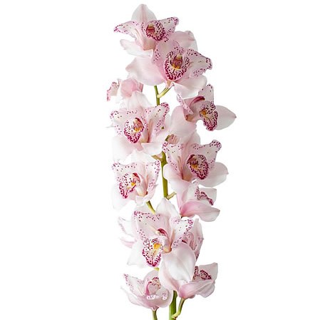 CYMBIDIUM ORCHID FAYA FELINE