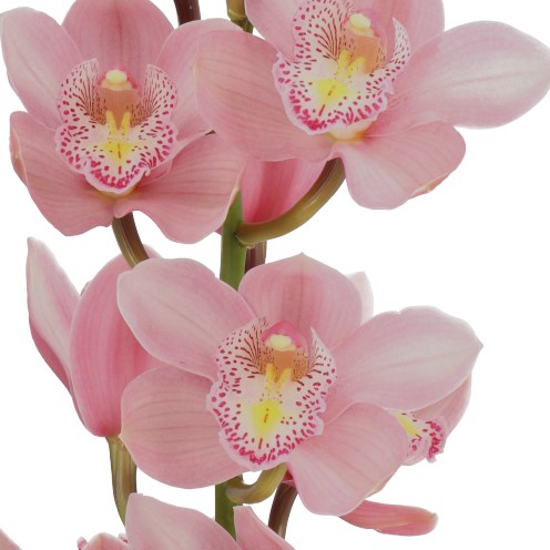 CYMBIDIUM ORCHID FELICE (GROWER PACK)