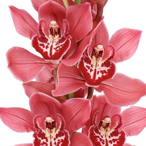 CYMBIDIUM ORCHID FERR-ARI